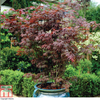 Acer palmatum