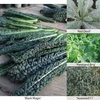 All Season Long Kale Mix - 1 packet (60 kale seeds)