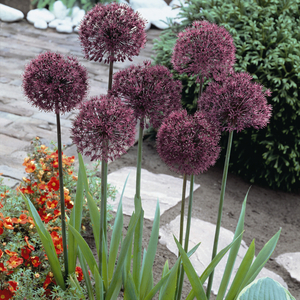 Allium 