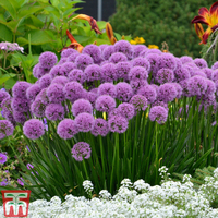 Allium 
