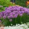 Allium 