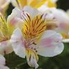 Alstroemeria 
