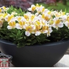 Alstroemeria 