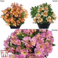 Alstroemeria Inticancha Collection