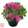 Alstroemeria Inticancha 