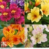 Alstroemeria Nurserymans Choice Mix