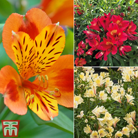 Alstroemeria 