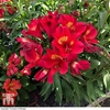 Alstroemeria 