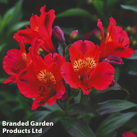 Alstroemeria 