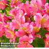 Alstroemeria 