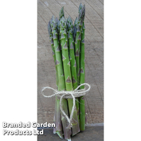 Asparagus 