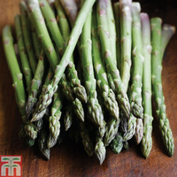Asparagus officinalis 