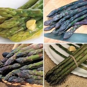 Asparagus officinalis Collection (Spring/Autumn Planting)