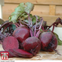Beetroot 