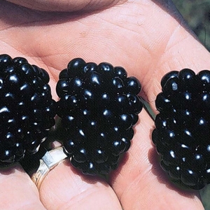 Blackberry 