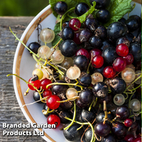 Blackcurrant 