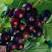 Blackcurrant 