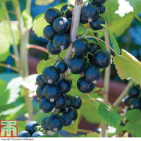 Blackcurrant 