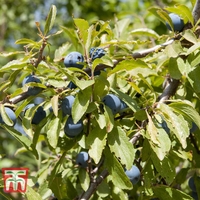 Blackthorn (Hedging)