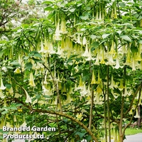 Brugmansia 