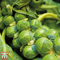 Brussels Sprout Continuity Collection