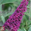 Buddleja 