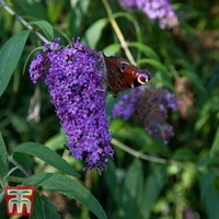 Buddleja davidii 
