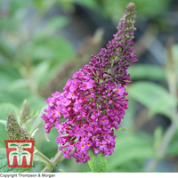 Buddleja davidii 
