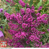Buddleja 