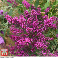 Buddleja 