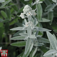 Buddleja 