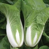 Cabbage chinese 
