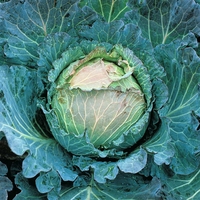 Cabbage 