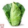 Cabbage Pointed Continuity Duo