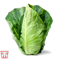 Cabbage Pointed Continuity Duo