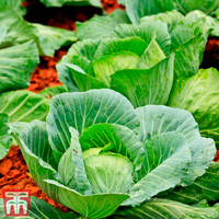 Cabbage Round Continuity Collection