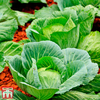 Cabbage Round Continuity Collection