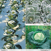 Cabbage savoy 