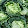 Cabbage Savoy Continuity Collection