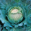 Cabbage Savoy 