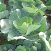 Cabbage 