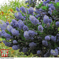 Ceanothus 