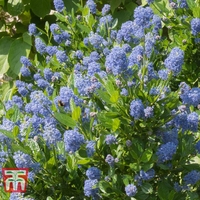Ceanothus 
