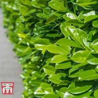 Cherry laurel (Hedging)