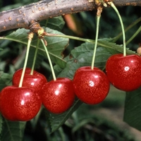 Cherry 