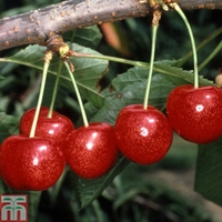 Cherry 