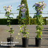 Clematis 