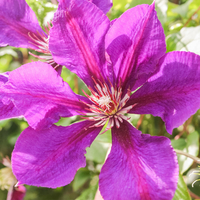 Clematis 