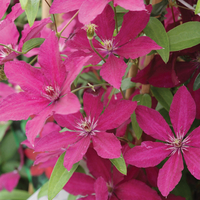 Clematis 