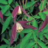 Clematis 